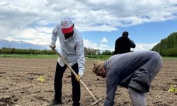 Erzincan’da Aronya Atağı: Koleksiyon Bahçesi Kuruldu