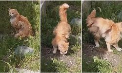 Erzincan’da “Kanatlı Kedi” Şaşkınlığı (VİDEO)