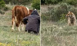 Erzincan’da Kurt Sürüyle Burun Buruna Geldi (VİDEO)