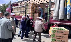 Erzincan’da Üreticiye Dev Destek: 779 Bin Sebze Fidesi Dağıtıldı (VİDEO)