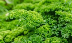 Sofralara yeni gözde: Frenk maydanozu