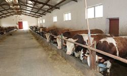 Üzümlü’de Besi Çiftliğine İnceleme