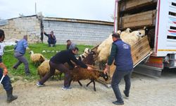 Kamyona Binmek İstemeyen Hayvanlar Üreticileri Saatlerce Uğraştırdı (VİDEO)