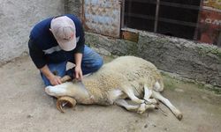 Kurban Kesiminde Hayati Uyarılar!