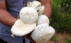 Erzincan’ın Dağlarında Yetişiyor: Çaşır Mantarının Kilosu 2 Bin Lira