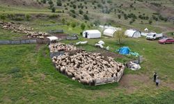 Erzincan Tulum Peyniri İçin Büyük Emek (VİDEO)