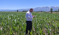 Erzincan'da Yem Bitkileri İçin Hasat Öncesi Denetimler Aralıksız Sürüyor