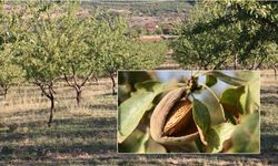 Erzincan'da Don Dirençli Badem Keşfi