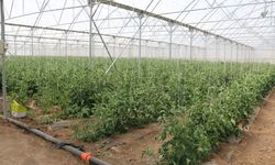Erzincan’da Modern Seracılık Vurgusu