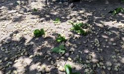 Şiddetli Poyraz Sebebiyle Erzincan'da Bahçeler Zarar Gördü