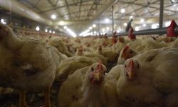 Erzincan’da Tavuklarda Şaşırtıcı Direnç Sinyali