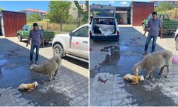 Koyununu Arabaya Koyup Umuda Koştu
