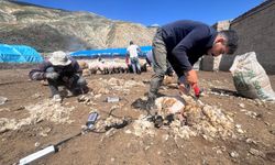 Erzincan’da Kuzu Kırkım Mesaisi Başladı (VİDEO)