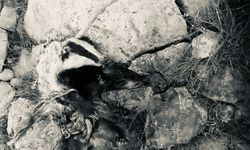Kemah’ta Nesli Tehlike Altındaki Porsuk Köpeklerin Saldırısında Telef Oldu (VİDEO)