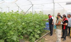 Erzincan’da Tarımın Yükselen Gücü: Seracılık