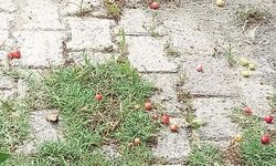Üzümlü’de Çıkan Kuvvetli Rüzgâr Meyveleri Döktü!
