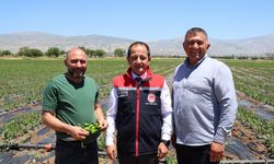 250 Dönümlük Tarlada Plastik Malç Devrimi (VİDEO)