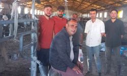 Damızlık Sığır Yetiştiricileri Birliği'nden Üreticiye Yerinde Tırnak Bakımı Hizmeti