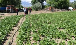 Erzincan'ın Tescilli Fasulyesi Işıl-24 İçin Yeni Proje Müjdesi