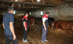 Erzincan’da Angus Desteğiyle Üretim Atağı