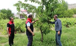 İl Müdürü Koçaker Üzümlü'de Kiraz Bahçelerini İnceledi