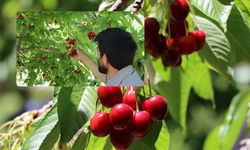 Erzincan'da Kirazda Rekolte Beklentisi 3 Bin 500 Tona Ulaştı!