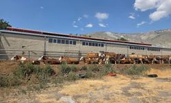 TKDK Desteğiyle Erzincan'da Modern Süt Hayvancılığı Yatırımı