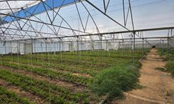 TKDK Desteğiyle Erzincan'da Tıbbi ve Aromatik Bitki Üretimine Güçlü Yatırım