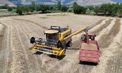 Erzincan'da Buğday Hasadında Sıkı Denetim: Dane Kaybına Geçit Yok