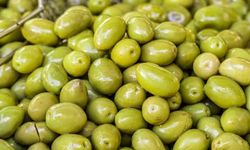 Zeytinin Genetik Gizemi Çözüldü