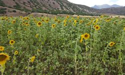 Erzincan’da Ayçiçeği Bereketi! Üretimde Yüzde 30 Artış Bekleniyor