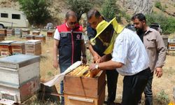 Erzincan’da Bal Hasadı Başladı: Hedef 1.500 Ton Rekolte