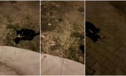 Kemah’ta Minik Kedi, Engerek Yılanına Geçit Vermedi! (VİDEO)
