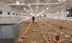 TKDK desteğiyle Erzincan'da 49 bin 500 kapasiteli broyler tesisi hayata geçirildi