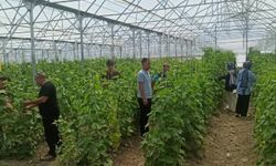 Öğrenciler Tarımsal AR-GE Çalışmalarına Katılıyor