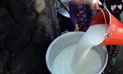 Toplanan İnek Sütü 1 Milyon tona Yaklaştı!