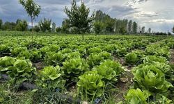 Toprakla Uğraşanlar Dikkat! Eylül Ayında Hangi Sebzeler Ekilir, Nasıl Bakılır?