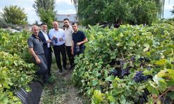 Cimin Üzümü’nde bağ bozumu heyecanı başladı
