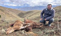 Erzincan'da ayı saldırısında 2 buzağı telef oldu