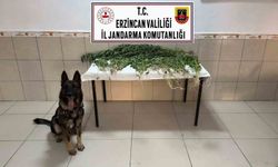 Erzincan’da 227 Kök Kenevir Ele Geçirildi: 2 Şüpheli Tutuklandı