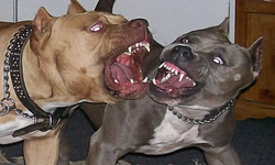 Palandöken’de Pitbull Gerginliği: Site Sakinleri Tedirgin!