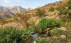 Erzincan Dağlarının Unutulmaya Yüz Tutan Şifalı Sözvarlığı