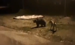 Erzincan’da Ayılar Köylere Kadar İndi! (VİDEO)