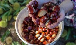 Kilogramda Sadece 51 Tane Var! Evde Asla Dağılmayan Tescilli Kestane Şekerinin Gizli Formülü!