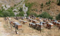 Erzincan’da Arıcılık Desteği Başvuruları İçin Son Tarih 6 Kasım!