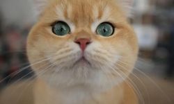 Kedilerin Ortalama Ömrü Ne Kadar? Kedi Ömrünü Uzatmanın Bilimsel Yolları