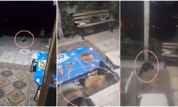 Erzincanlı vatandaş  evine gelen tilki ve sansarı elleriyle besliyor (VİDEO)