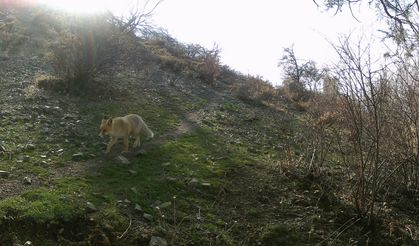 Erzincan'da yaban hayat fotokapanlarla görüntülendi