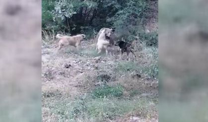 Köye inen ayıyı köpeklerin kovalaması kamaralara yansıdı