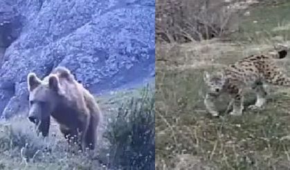 Yaban hayatı, fotokapanlara yansıdı